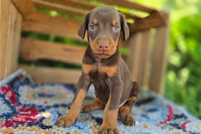Reinrassige dobermann welpen