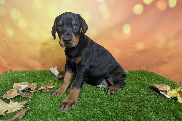 Reinrassige dobermann welpen