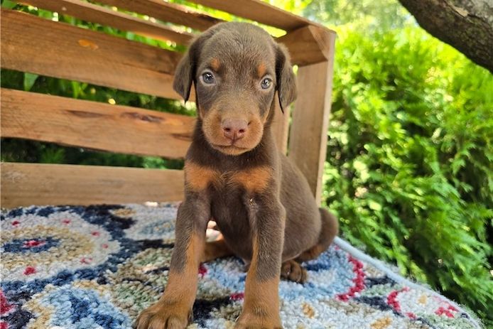 Reinrassige dobermann welpen
