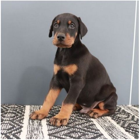 Reinrassige dobermann welpen