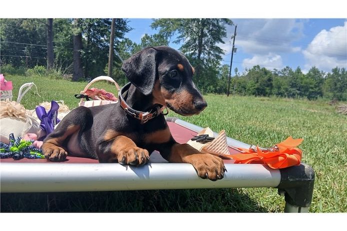 Reinrassige dobermann welpen