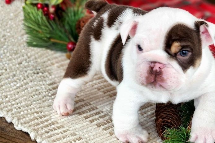 Reinrassige Englische Bulldoggen welpen