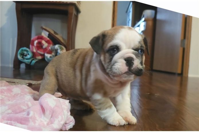 Reinrassige Englische Bulldoggen welpen