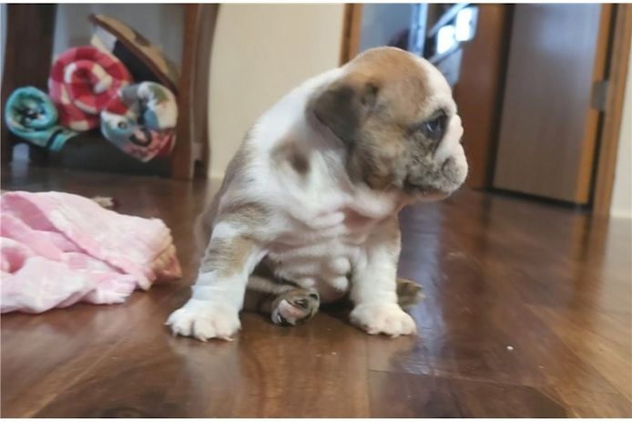 Reinrassige Englische Bulldoggen welpen