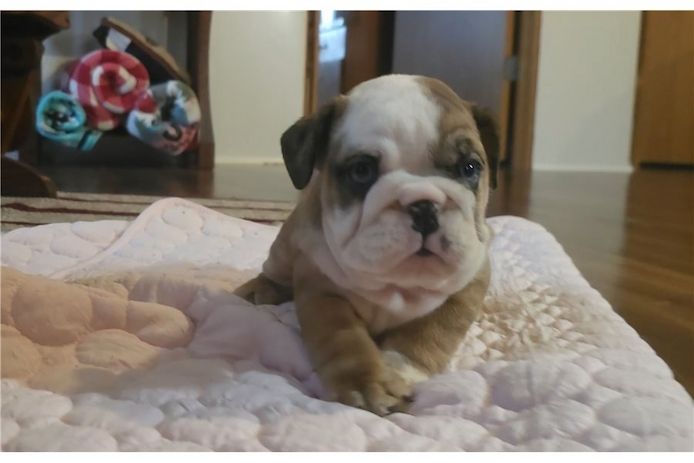 Reinrassige Englische Bulldoggen welpen