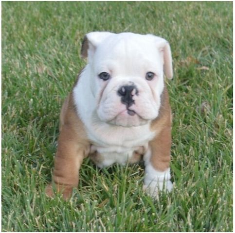 Reinrassige Englische Bulldoggen welpen