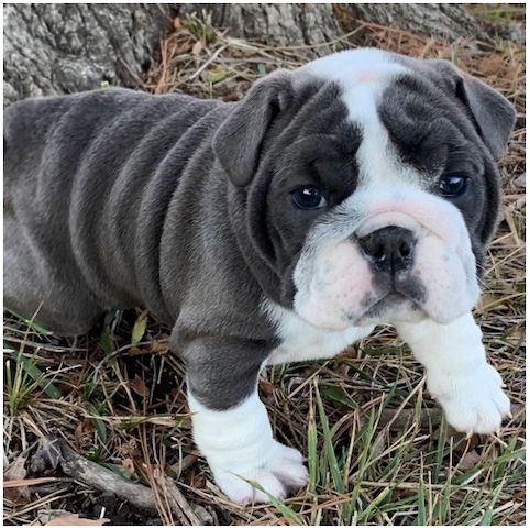 Reinrassige Englische Bulldoggen welpen