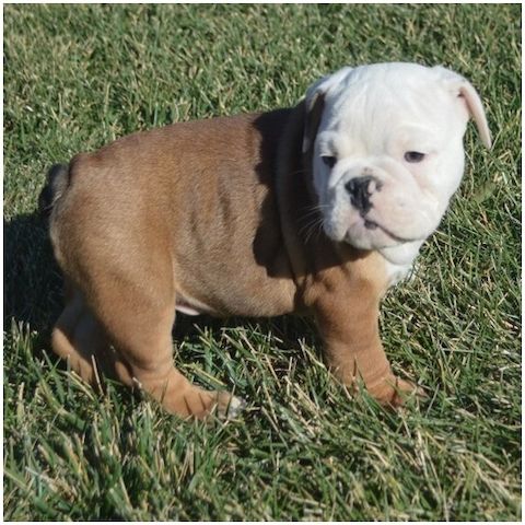 Reinrassige Englische Bulldoggen welpen