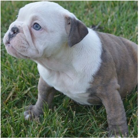 Reinrassige Englische Bulldoggen welpen