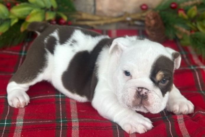 Reinrassige Englische Bulldoggen welpen