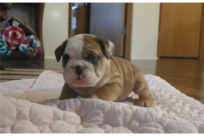 Reinrassige Englische Bulldoggen welpen