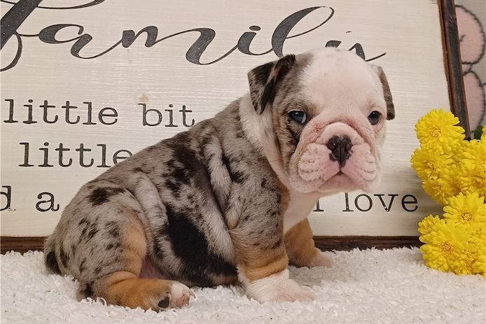 Reinrassige Englische Bulldoggen welpen
