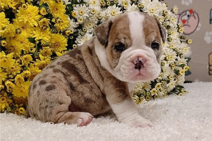 Reinrassige Englische Bulldoggen welpen