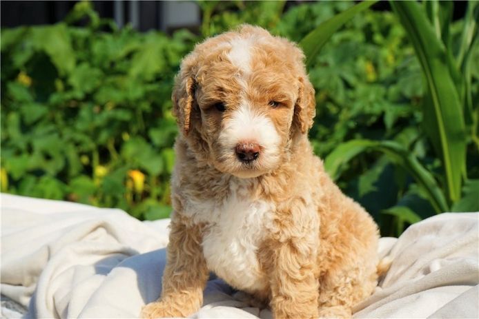 Reinrassige Goldendoodle welpen