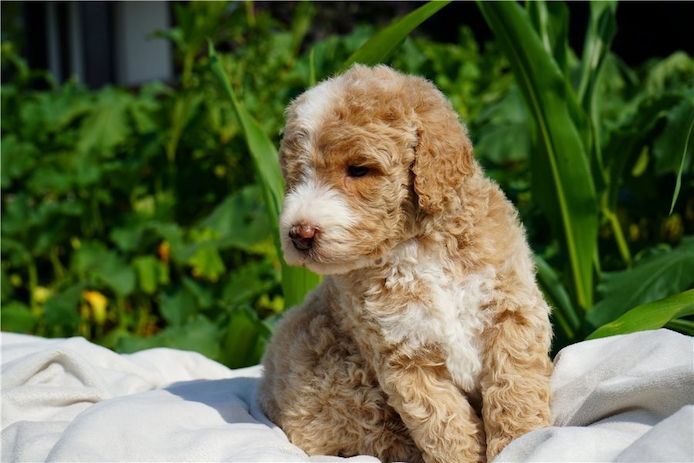 Reinrassige Goldendoodle welpen