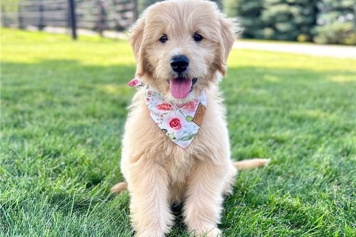 Reinrassige Goldendoodle welpen