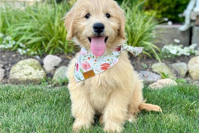 Reinrassige Goldendoodle welpen