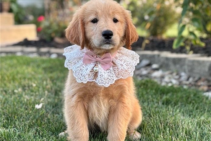 Reinrassige Goldendoodle welpen