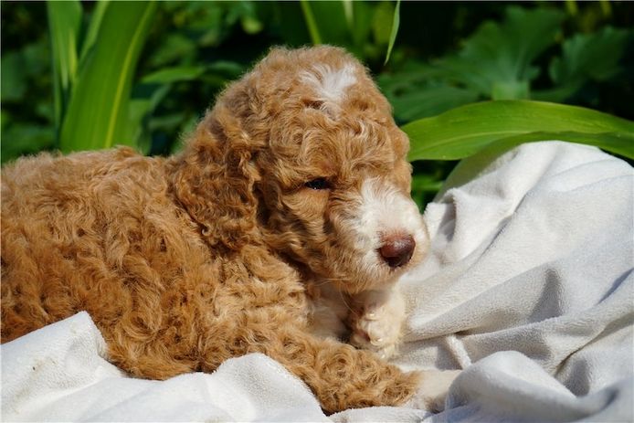 Reinrassige Goldendoodle welpen