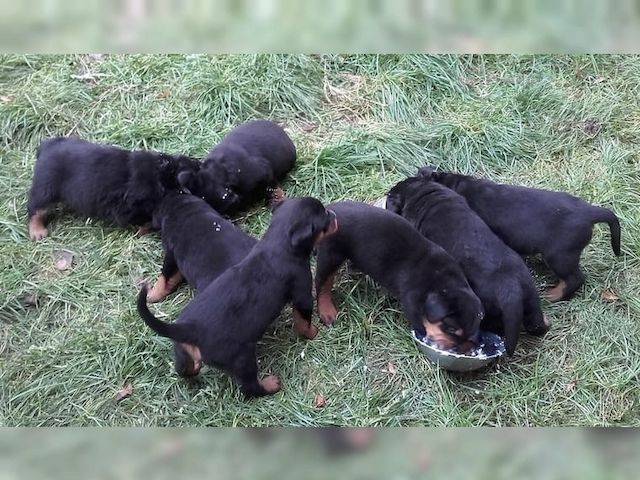 Rottweilerwelpen mit Stammbaum,,