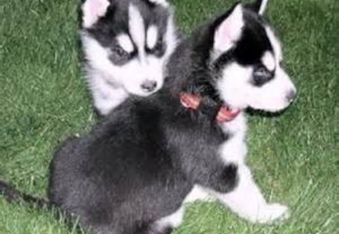 Huskywelpe sucht liebevolles Zuhause