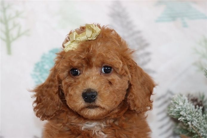 Reinrassige Goldendoodle welpen