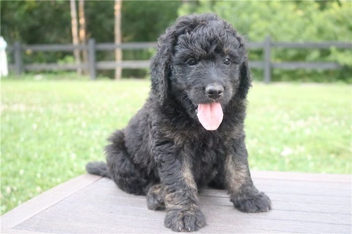 Reinrassige Goldendoodle welpen