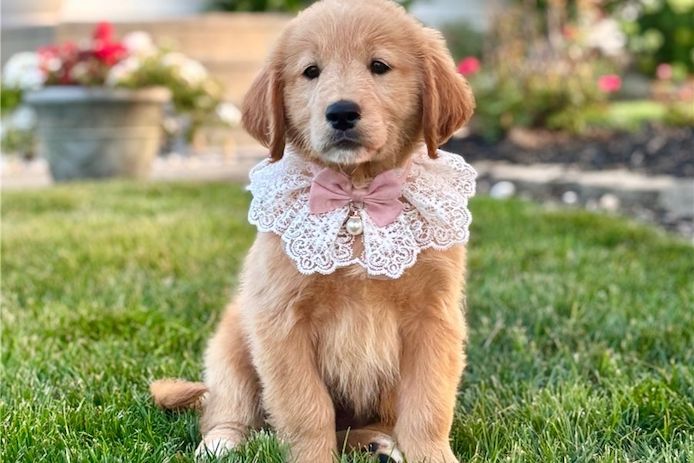 Reinrassige Goldendoodle welpen