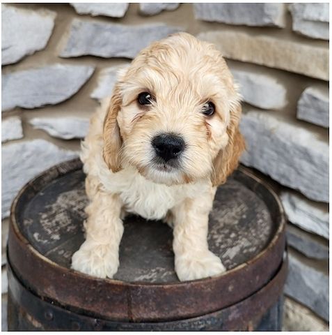 Reinrassige Goldendoodle welpen