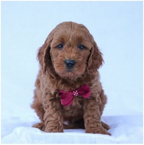 Reinrassige Goldendoodle welpen