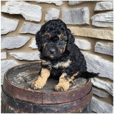 Reinrassige Goldendoodle welpen