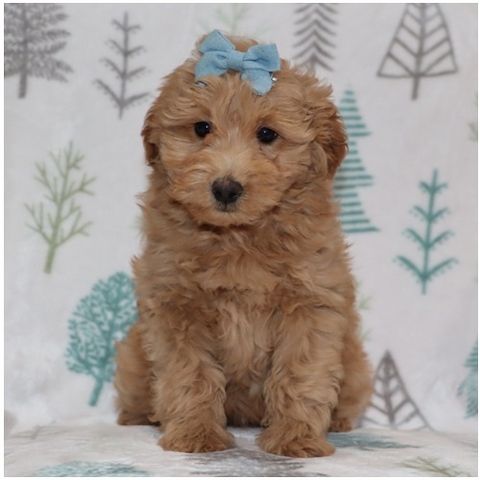Reinrassige Goldendoodle welpen