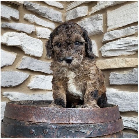 Reinrassige Goldendoodle welpen