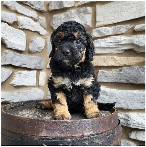 Reinrassige Goldendoodle welpen
