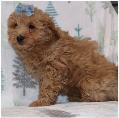 Reinrassige Goldendoodle welpen