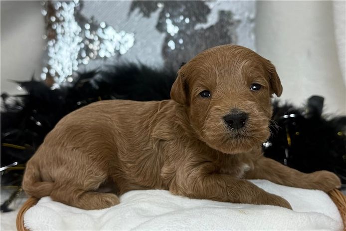 Reinrassige Goldendoodle welpen