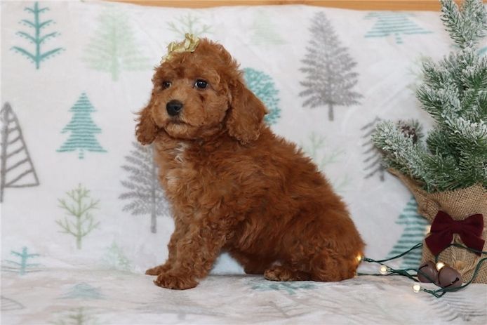 Reinrassige Goldendoodle welpen