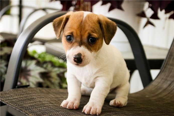 Reinrassige Jack Russell Terrier welpen
