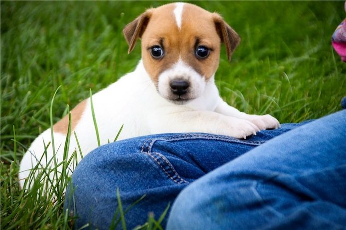 Reinrassige Jack Russell Terrier welpen