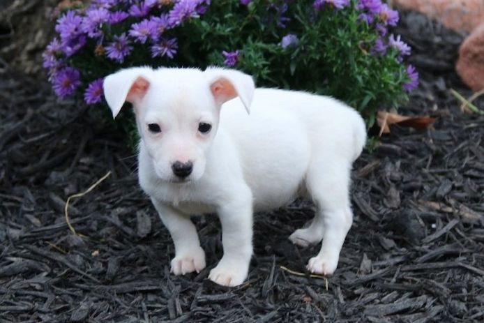 Reinrassige Jack Russell Terrier welpen