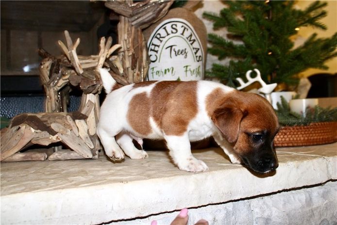 Reinrassige Jack Russell Terrier welpen