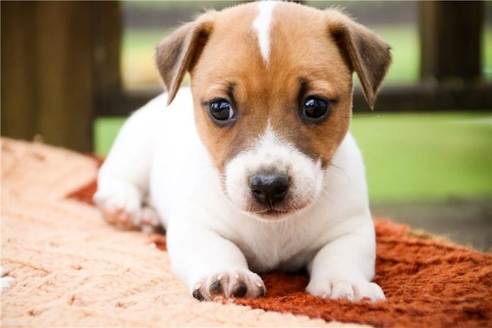 Reinrassige Jack Russell Terrier welpen