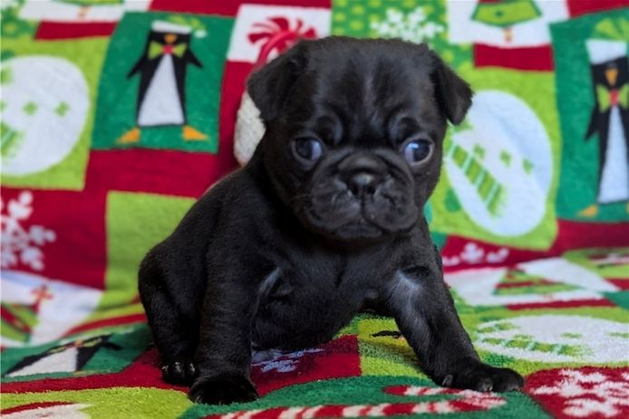 Reinrassige Mops welpen