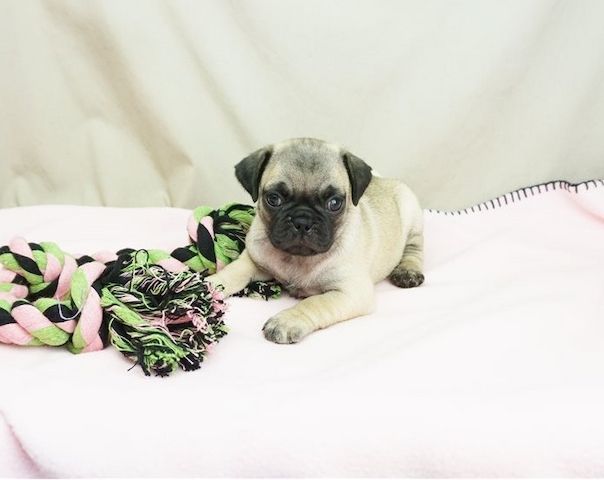 Reinrassige Mops welpen