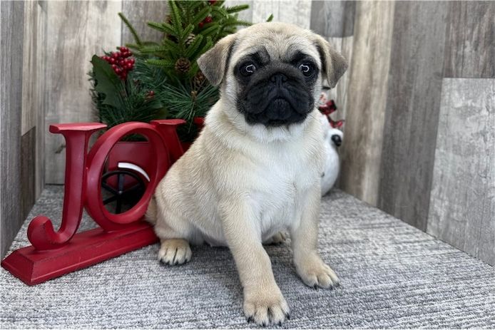 Reinrassige Mops welpen
