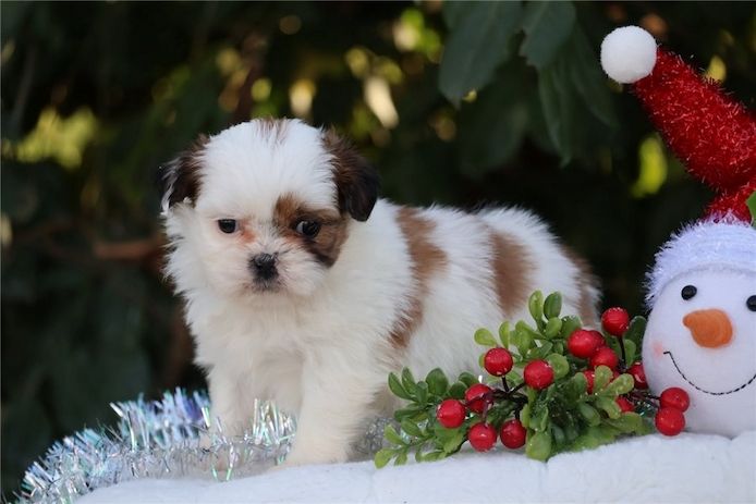 Reinrassige shih tzu welpen