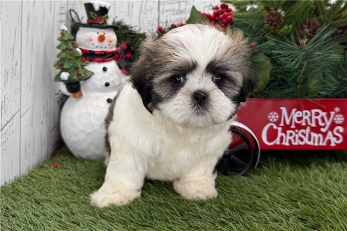 Reinrassige shih tzu welpen
