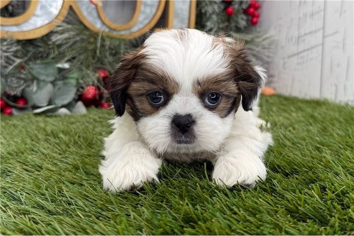 Reinrassige shih tzu welpen