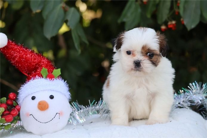 Reinrassige shih tzu welpen