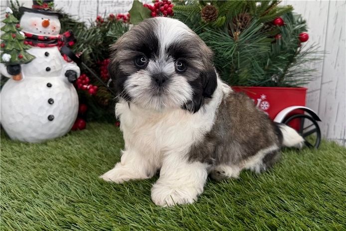 Reinrassige shih tzu welpen